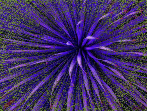 Floral-Supernova-Artwork.png